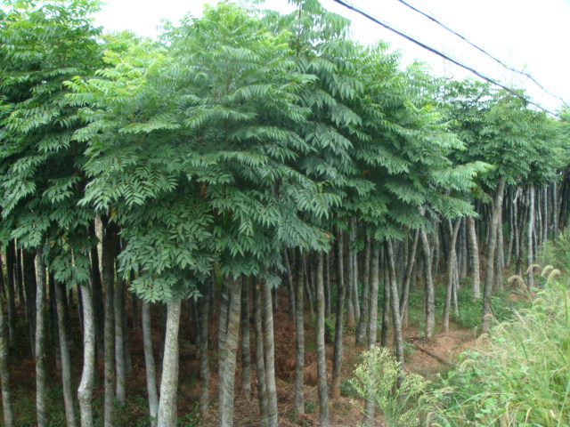 ����_ʯ��ׯ����|�ӱ�����|޻������|��������|�����۸�