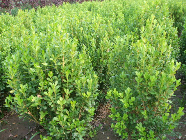 ʯ��ׯСҶ����|�ӱ�СҶ����|޻��СҶ����|����СҶ����|СҶ����۸�