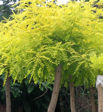 ʯ��ׯ��Ҷݵ|�ӱ���Ҷݵ|޻�ǽ�Ҷݵ|���ݽ�Ҷݵ|��Ҷݵ�۸�