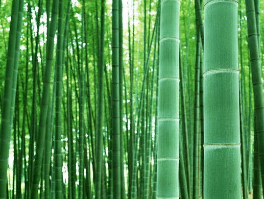 ʯ��ׯ����|�ӱ�����|޻������|��������|���Ӽ۸�