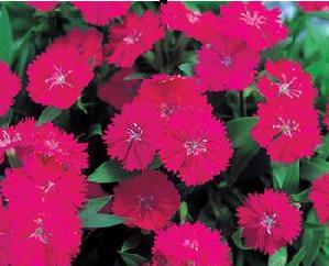 ʯ��ׯʯ��|�ӱ�ʯ��|޻��ʯ��|����ʯ��|ʯ��۸�