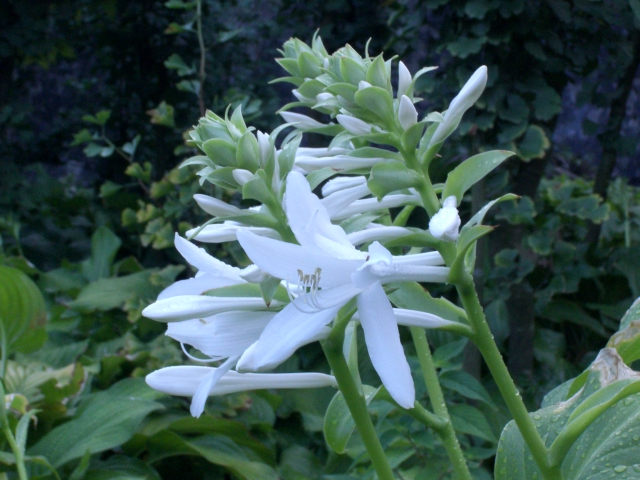 ʯ��ׯ����|�ӱ�����|޻������|��������|�����۸�