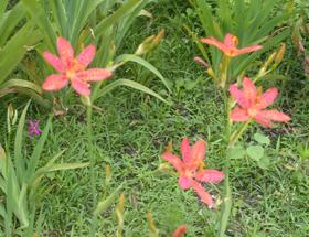 ʯ��ׯ���|�ӱ����|޻�����|�������|��ɼ۸�