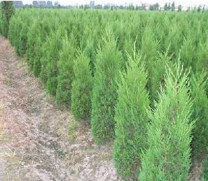 ʯ��ׯ����|�ӱ�����|޻������|��������|���ؼ۸�