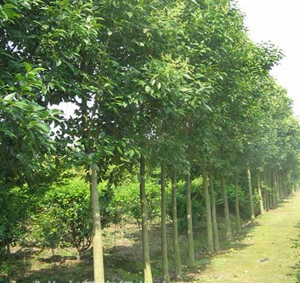 ʯ��ׯ���Ƿ�|�ӱ����Ƿ�|޻�����Ƿ�|�������Ƿ�|���Ƿ�۸�