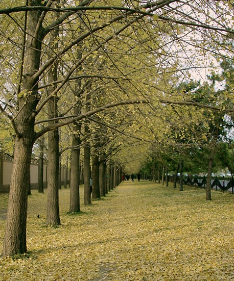 ʯ��ׯ����|�ӱ�����|޻������|��������|���Ӽ۸�