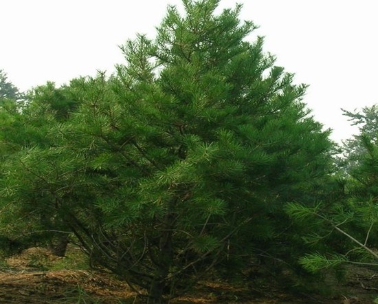 ʯ��ׯ����|�ӱ�����|޻������|��������|���ɼ۸�