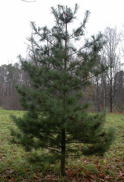 ʯ��ׯ����|�ӱ�����|޻�Ǻ���|���ݺ���|���ɼ۸�