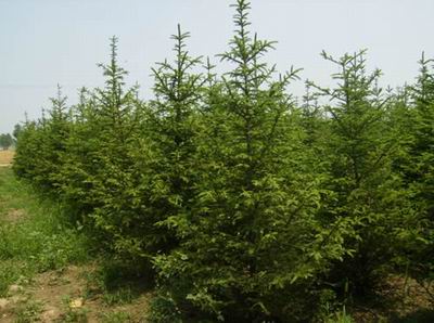 ʯ��ׯ��ɼ|�ӱ���ɼ|޻����ɼ|������ɼ|��ɼ�۸�-��ϸ����