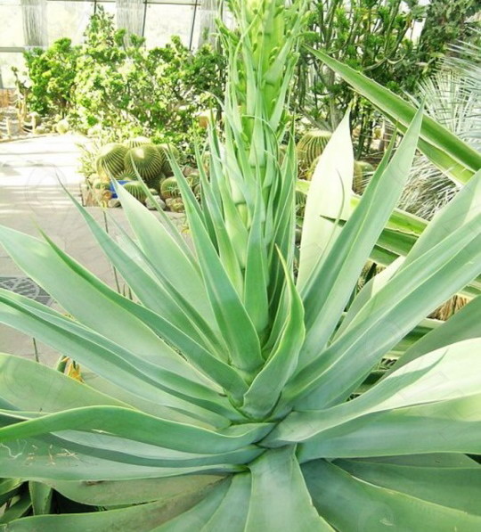 ʯ��ׯ����|�ӱ�����|޻�ǽ���|���ݽ���|����۸�-��ϸ����