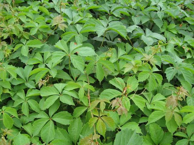 ʯ��ׯ�ؽ�|�ӱ��ؽ�|޻�ǵؽ�|���ݵؽ�|�ؽ��۸�-��ϸ����