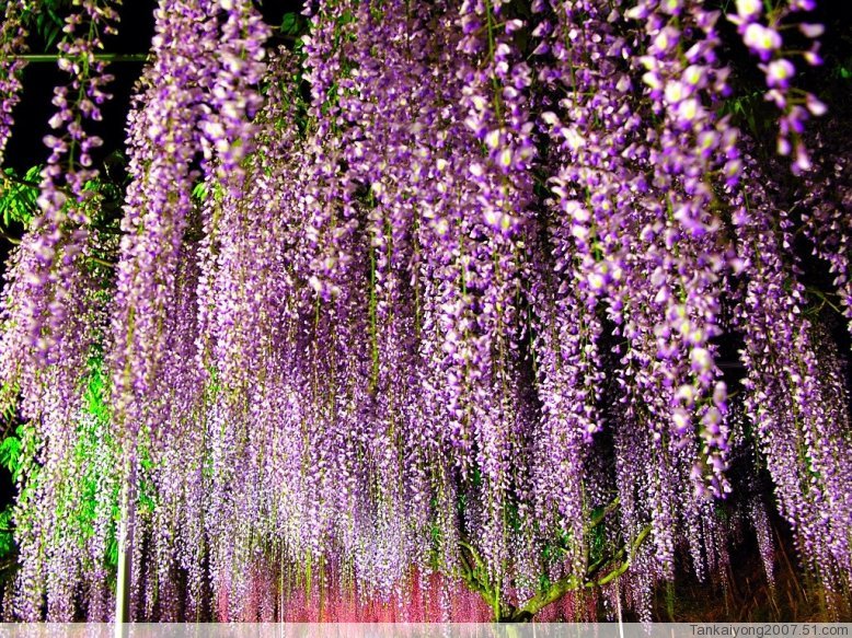 ʯ��ׯ����|�ӱ�����|޻������|��������|���ټ۸�-��ϸ����