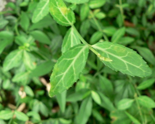 �ӱ�������|ʯ��ׯ������|޻�Ƿ�����|���ݷ�����|�����ټ۸�-��ϸ����