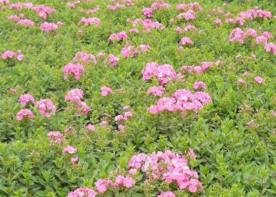 ʯ��ׯ��»��|�ӱ���»��|޻�Ǹ�»��|���ݸ�»��|��»���۸�